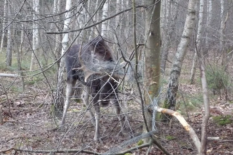 W lasach kolembrodzkich ( gm. Komarówka Podl. ) w siatce zaplątał się łoś. Pomogli strażacy  - Zdjęcie główne