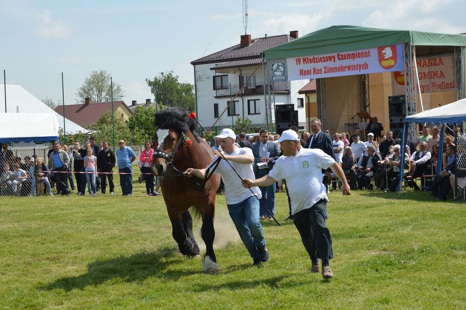 VI Czempionat Koni - Zdjęcie główne