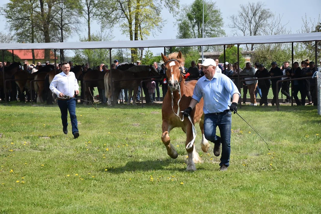 Gm. Radzyń: ponad 30 koni na Regionalnej Wystawie w Bedlnie - Zdjęcie główne