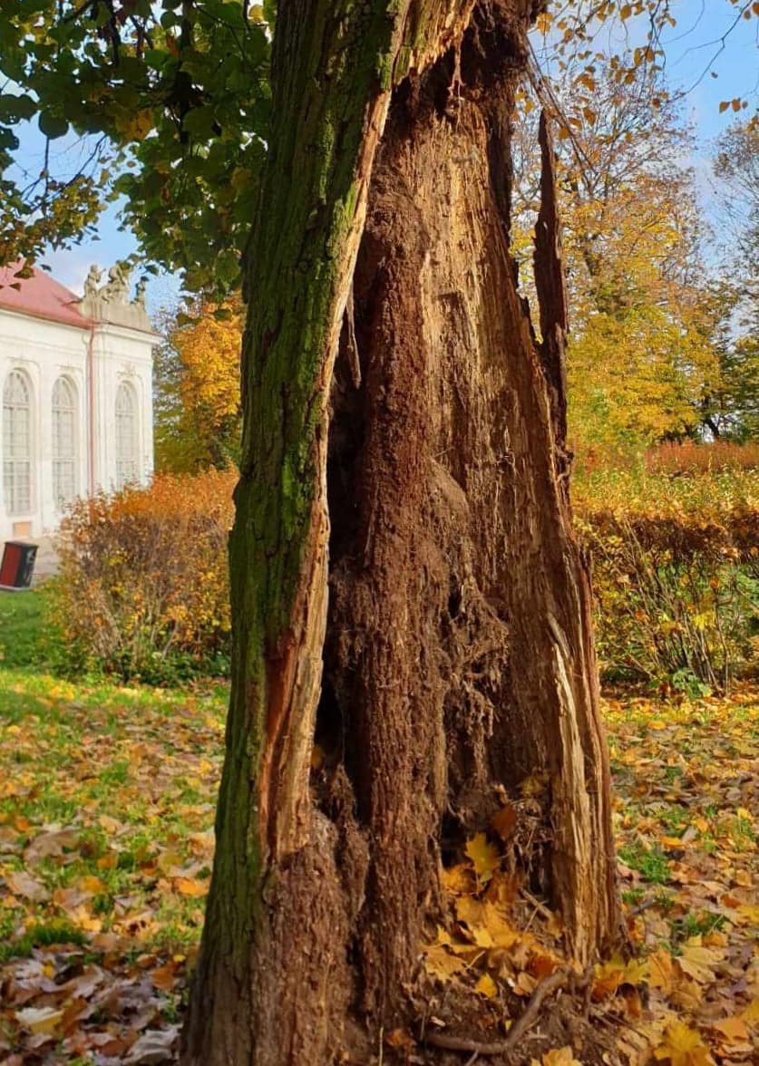 Z parku miejskiego zniknie 13 drzew, które dendrolodzy uznali za martwe  - Zdjęcie główne