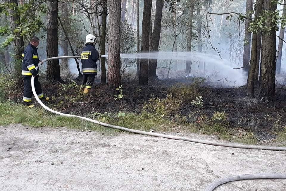 Pożar lasu w Grabowcu - Zdjęcie główne