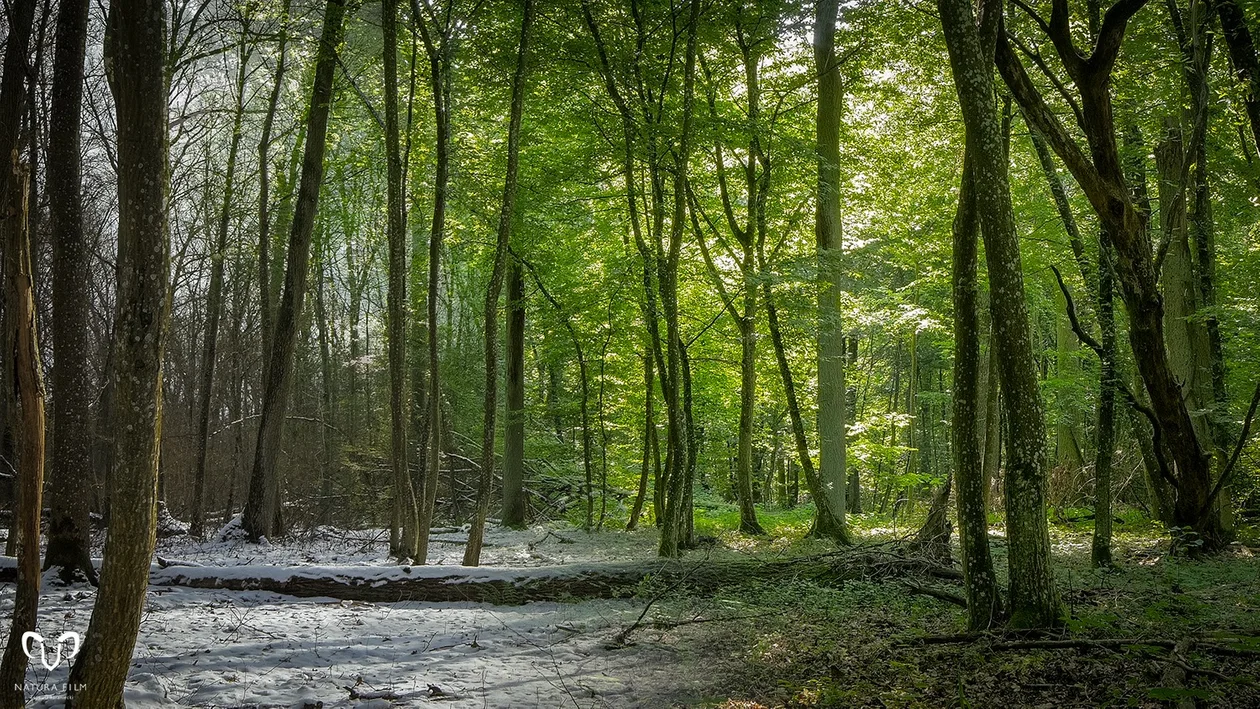 Nadleśnictwo Radzyń Podlaski zaprasza  na "Spacer z leśnikiem"  - Zdjęcie główne