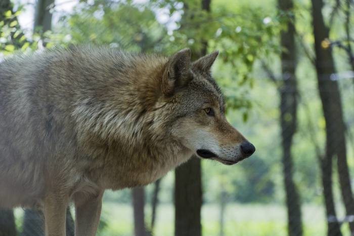 Coraz więcej wilków w naszych lasach - Zdjęcie główne