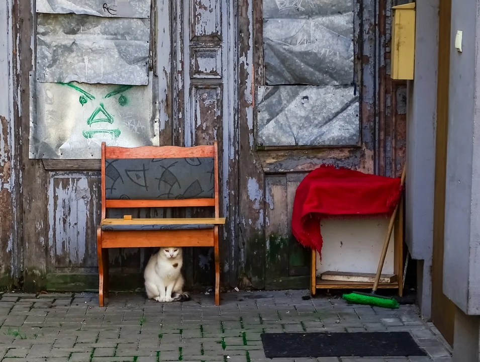 Zdjęcia miesiąca Radzyńskiego Klubu Fotograficznego KLATKA - Zdjęcie główne