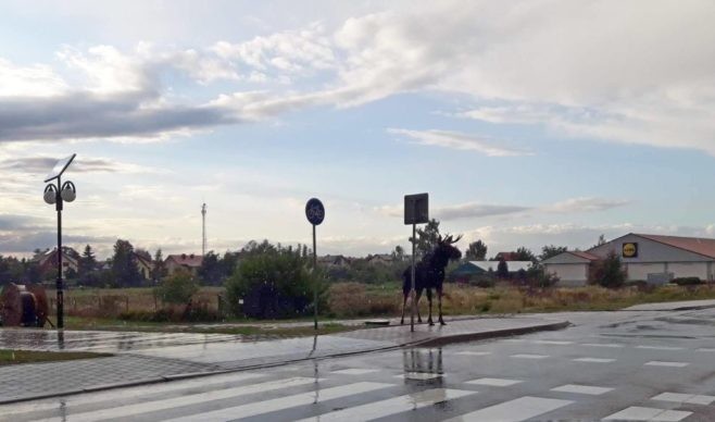 Uwaga, łoś krąży po mieście - Zdjęcie główne