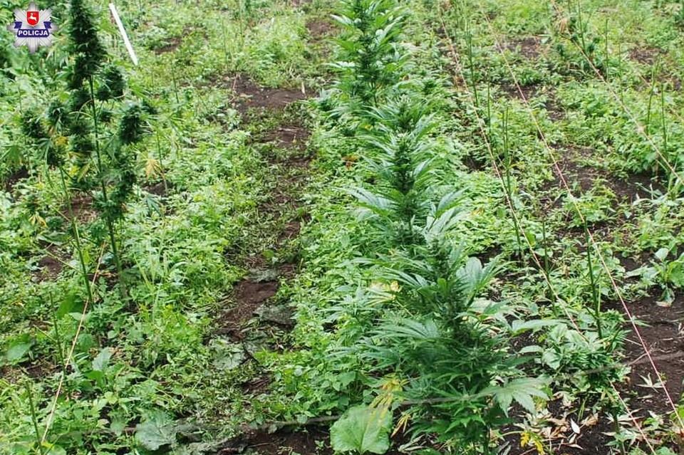 Marihuana w domu, planacja konopi w lesie - Zdjęcie główne