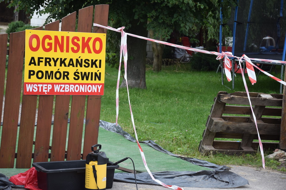 Tysiące zdrowych świń do uboju. Rolnicy nie wiedzą, co dalej - Zdjęcie główne