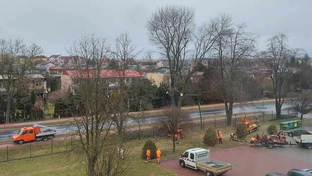 Na ulicy Wisznickiej, przy drodze krajowej 63, ścięto 40 drzew  - Zdjęcie główne