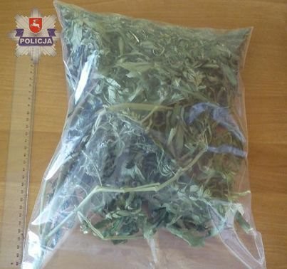 Marihuana i nielegalna plantacja własnością 33-latka - Zdjęcie główne