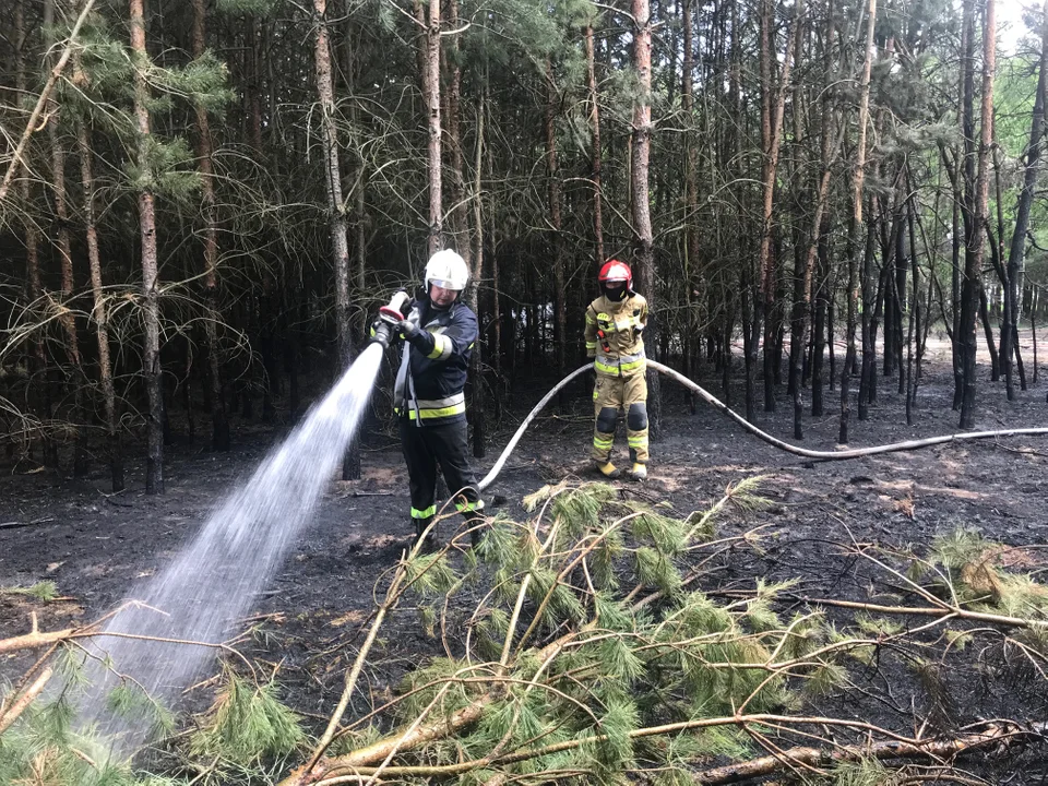 Powiat radzyński: Pracowity dzień strażaków. Ugasili pożar lasu i usunęli drzewo z torów - Zdjęcie główne