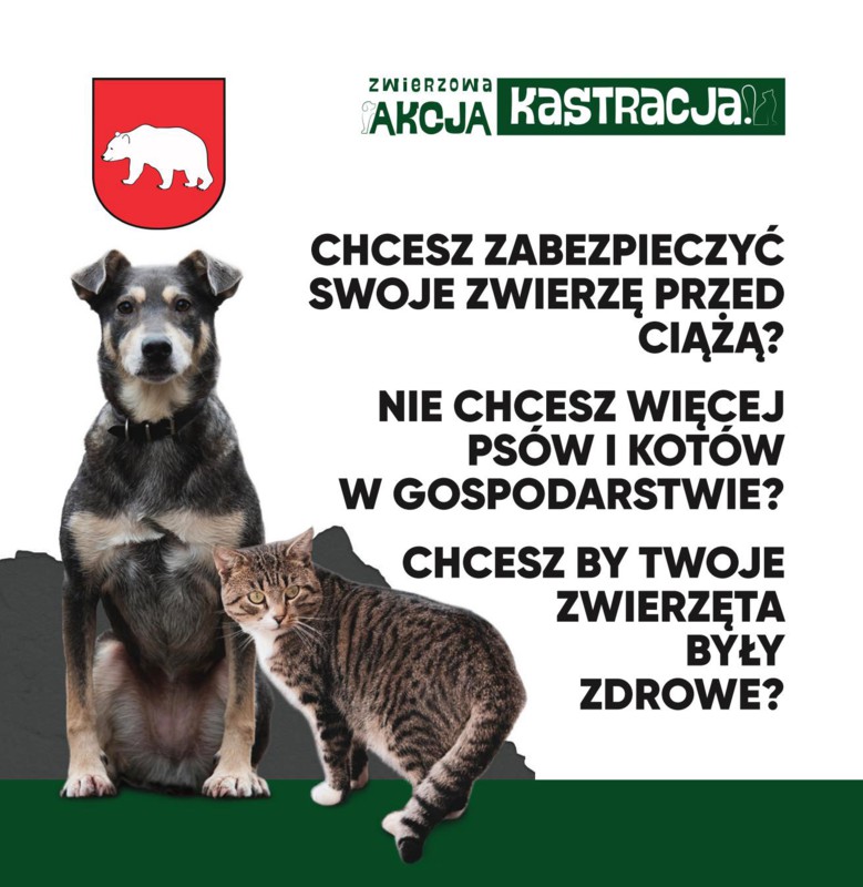 Miasto chce kastrować zwierzęta. Bezpłatnie. Kto pierwszy ten szybszy - Zdjęcie główne