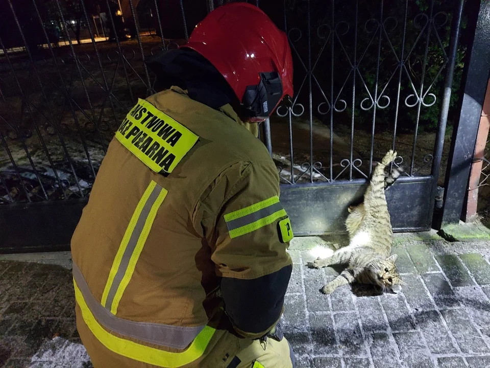 Strażacy uratowali uwięzionego kota  - Zdjęcie główne