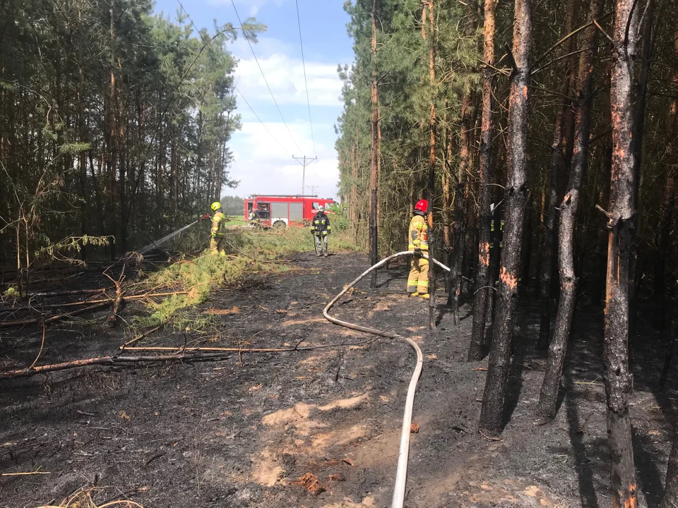 Pięć jednostek straży pożarnej wyjechało ugasić pożar w lesie w Krasewie  - Zdjęcie główne