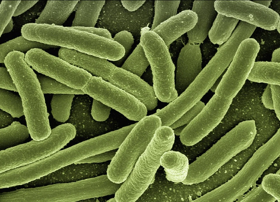 Milejów: Bakterie coli były w przedszkolu  - Zdjęcie główne