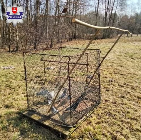 Powiat lubartowski: Kłusownicy polowali na jastrzębie - Zdjęcie główne