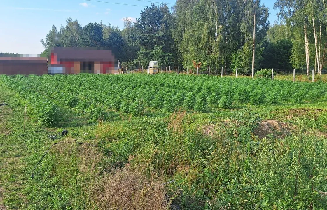 Lubelscy policjanci zlikwidowali plantację konopi. Blisko 1,3 tys. roślin i 4 kg suszu marihuany