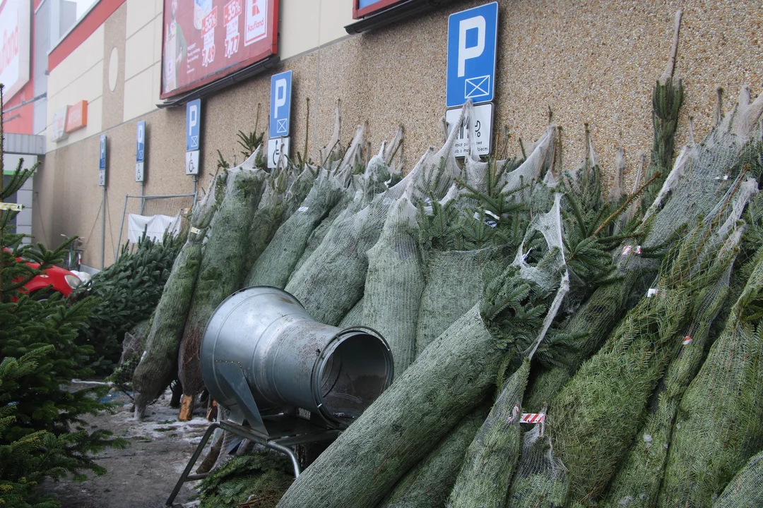 Sprzedaż choinek w Łukowie