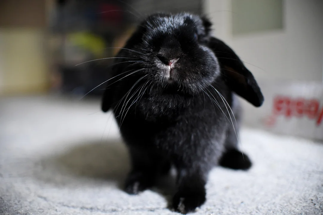 Mini Lop Chloe