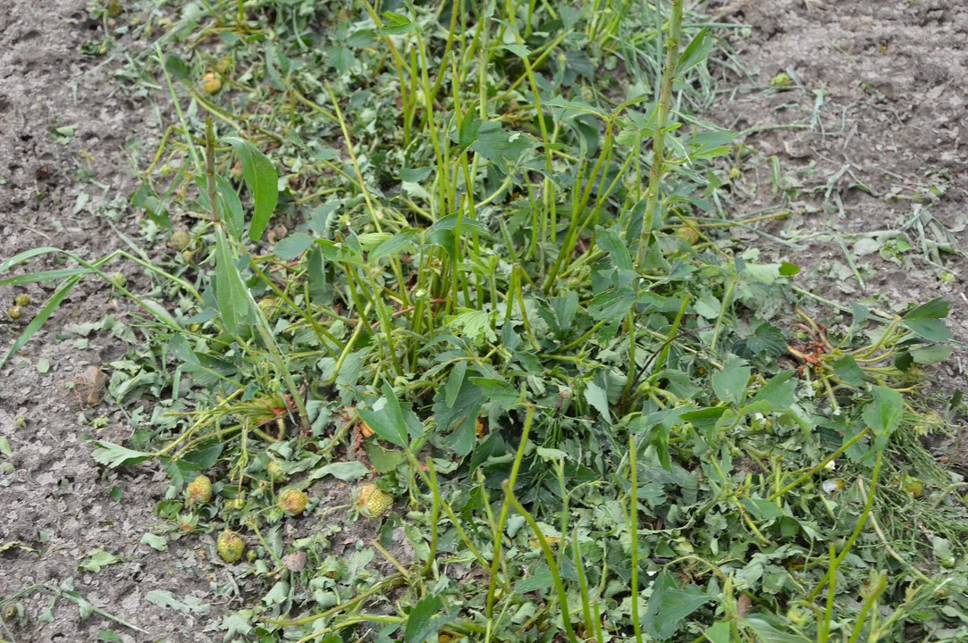 Wizyta wojewody lubelskiego i marszałka województwa lubelskiego w powiecie opolskim