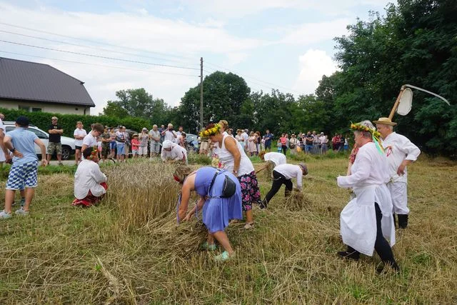 Żniwa w Bronicach