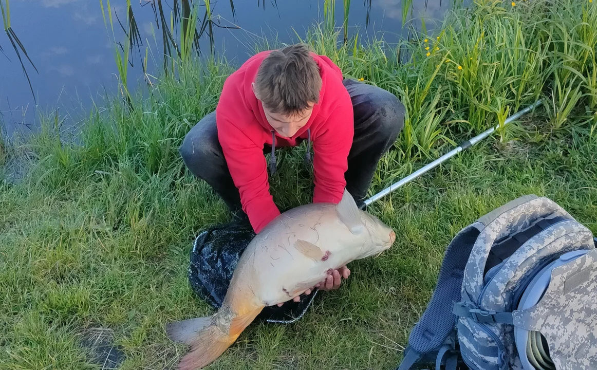 Karp w biłgorajskim zalewie