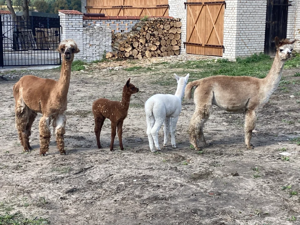 Co zwiedzać na Ziemi Łukowskiej? (ZDJĘCIA). Sery, alpaki, browar Huzar, Wilczyska -  Wycieczka z LGD Razem - Zdjęcie główne