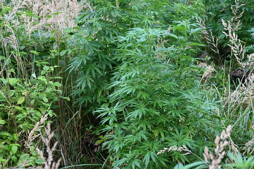 Powiat bialski: Plantacja konopi i ponad 4,5 kg środków odurzających. Para trafiła do aresztu po akcji kryminalnych