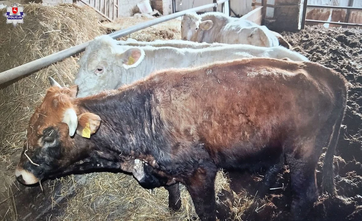 Znęcał się nad zwierzętami, usłyszał zarzuty