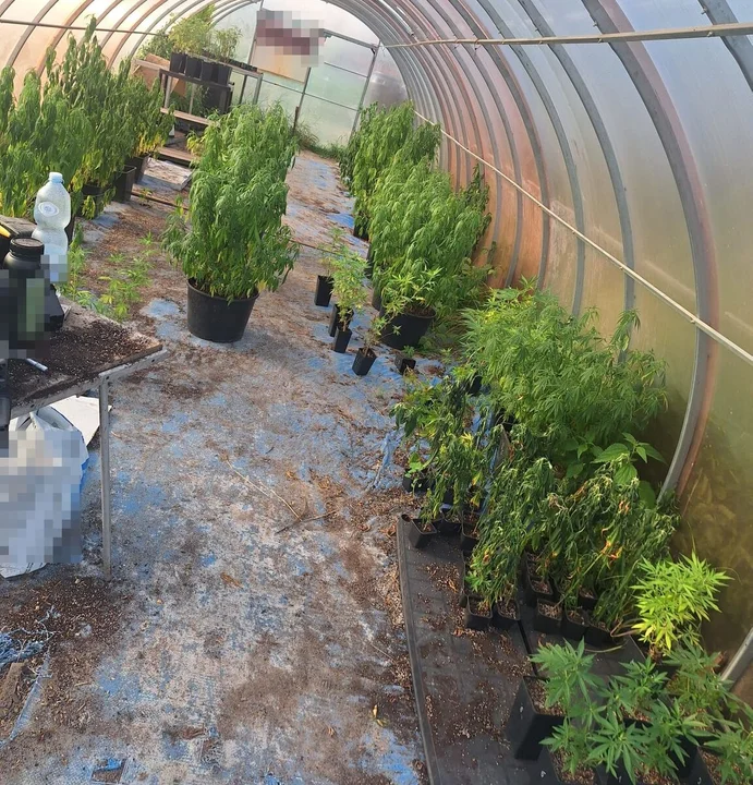 Lubelscy policjanci zlikwidowali plantację konopi. Blisko 1,3 tys. roślin i 4 kg suszu marihuany