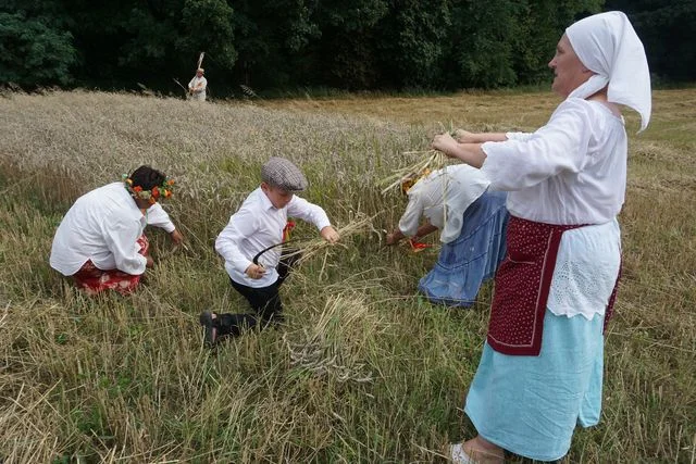 Żniwa w Bronicach