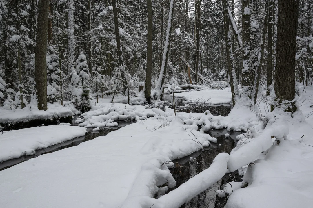 W tym miejscu na Roztoczu cieszą się ze śniegu (foto) - Zdjęcie główne