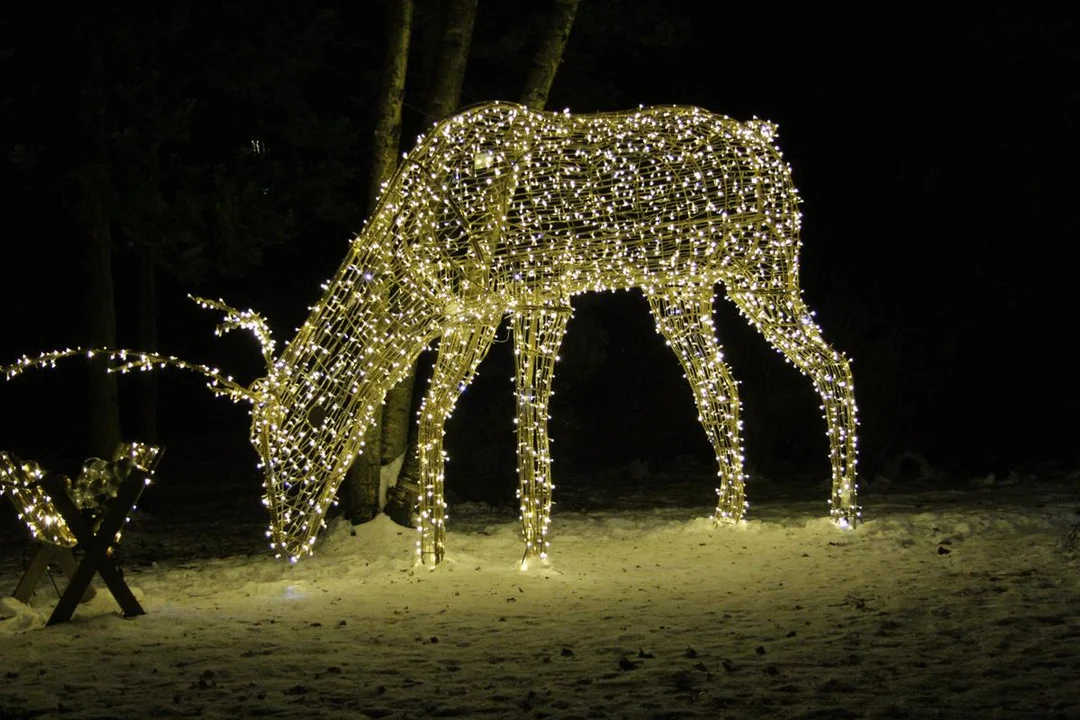 Tajemniczy ogród - Lumina Park. ZDJĘCIA - Zdjęcie główne