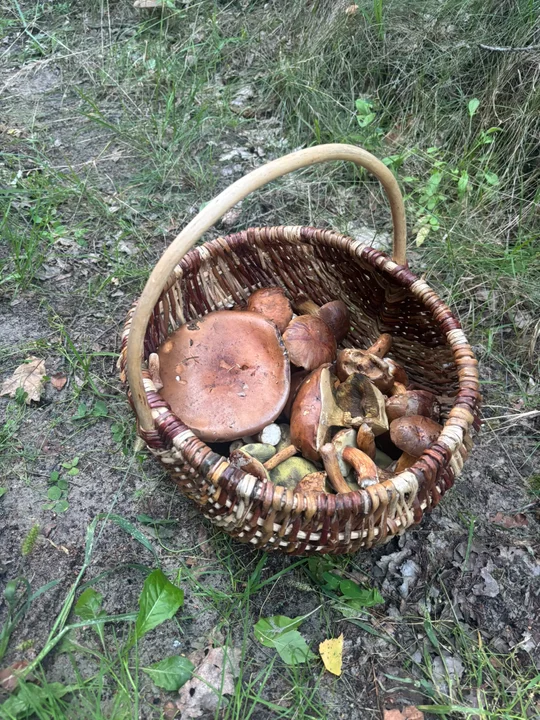 Wysyp grzybów na Lubelszczyźnie! Czytelniczka pokazała swoje zbiory. Zdradziła, gdzie je znalazła. [ZDJĘCIA] - Zdjęcie główne