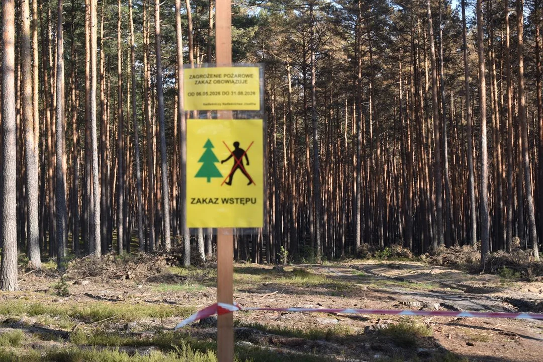 Józefowski las po pożarze
