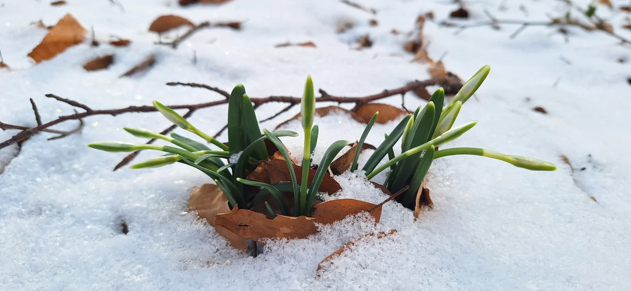 Przebiśniegi w powiecie zamojskim