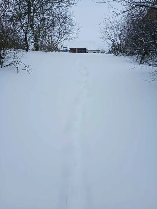 Lubelskie: Pies, koty i kury pozostawione same sobie. Właściciel opuścił dom