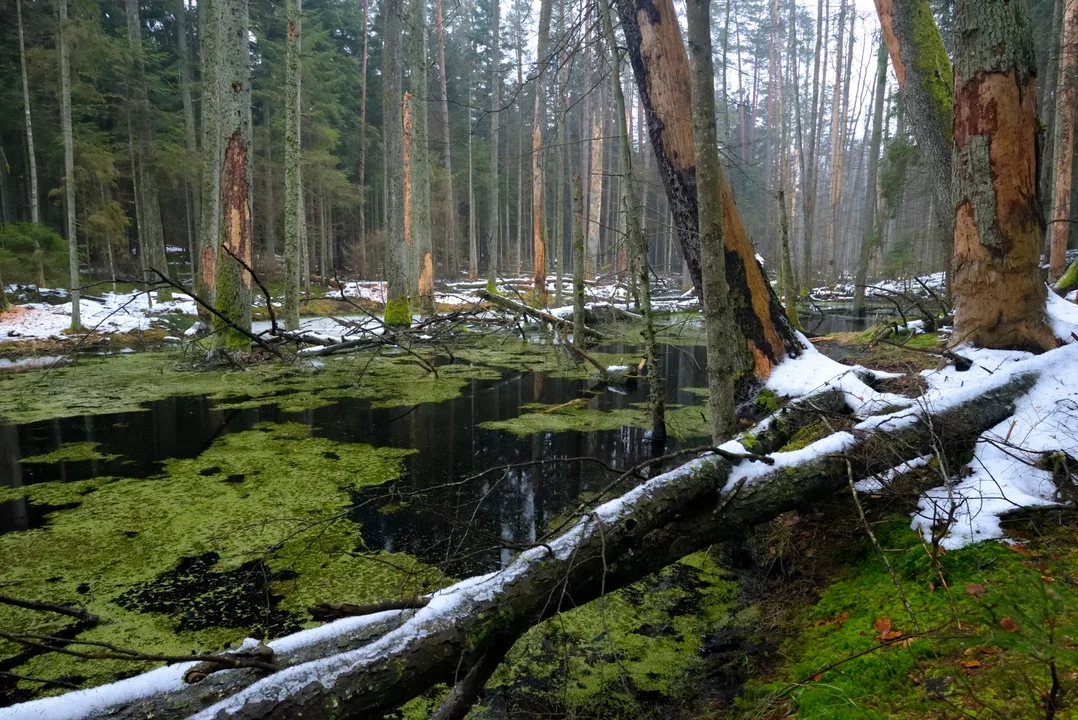 Roztoczański PArk Narodowy