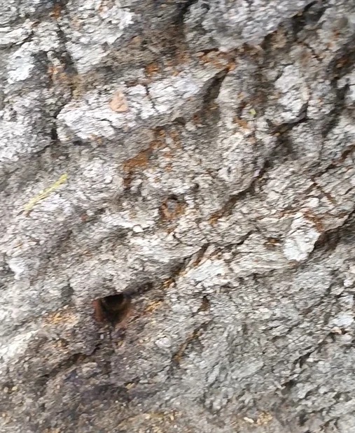 Atak na zabytkowe dęby na ul. Jana Pawła II w Łukowie