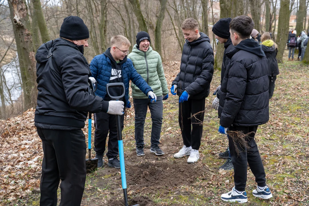 Posadzą 1500 drzew w Łęcznej - Zdjęcie główne