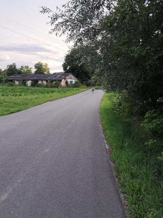 Zarośnięte pobocza przy drodze gminnej w Wólce Komaszyckiej