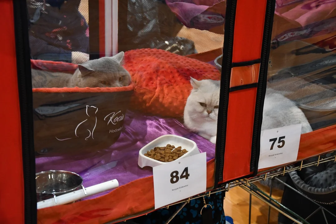 Wystawa kotów rasowych w Siedlcach