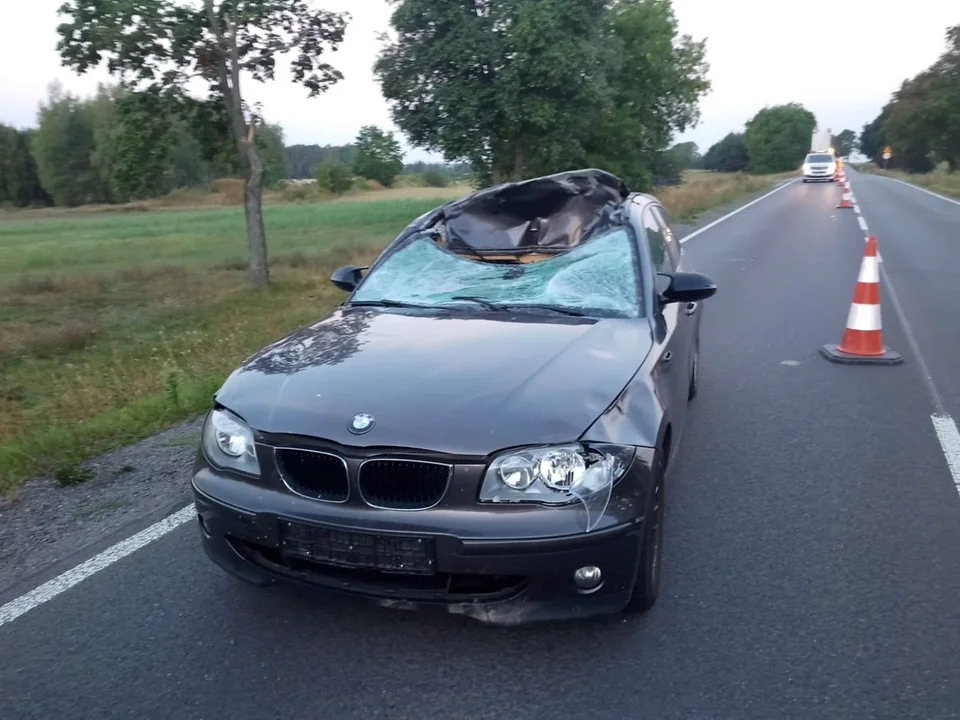 Uwaga na dzikie zwierzęta na drogach! Rycka policja apeluje o ostrożność