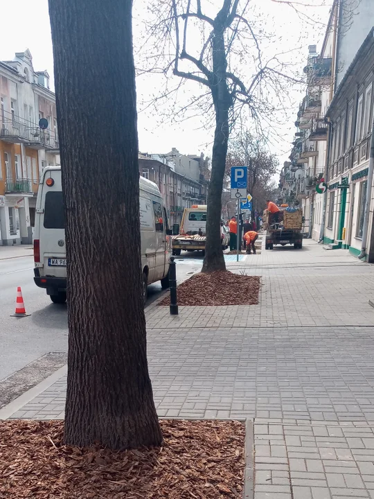 Lublin. Centrum miasta z nowymi drzewami i różami - Zdjęcie główne