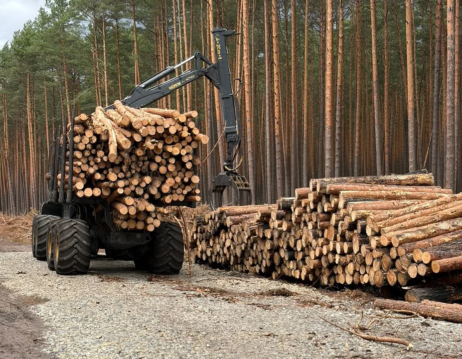 Dwa miesiące po wielkim pożarze w Puszczy Solskiej. Tak dziś wygląda walka o odbudowę lasu (foto) - Zdjęcie główne