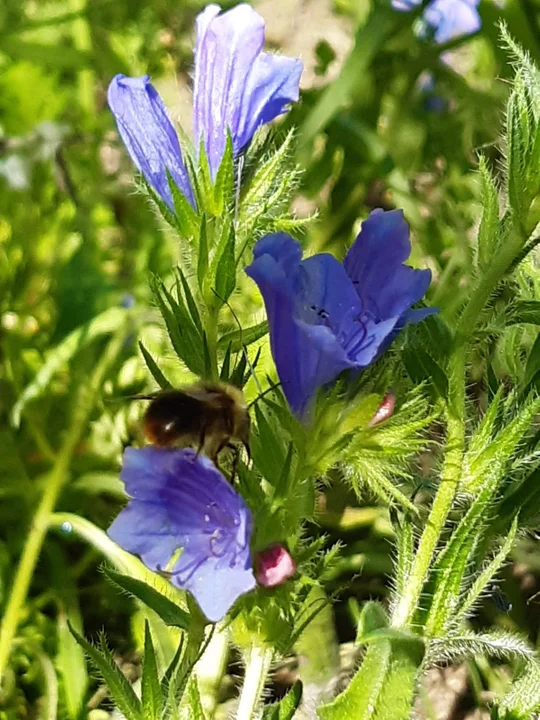 „Ziemia Łukowska – miejsce przyjazne pszczołom”