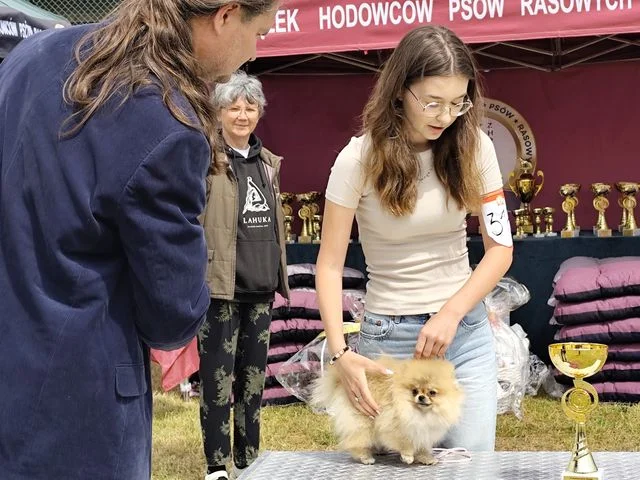 Wilków: Wystawa psów rasowych