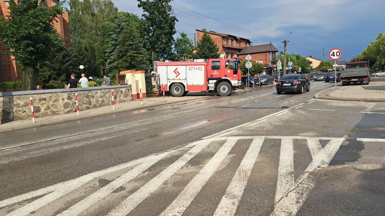 Powalona lipa przy kościele w Stoczku Łukowskim