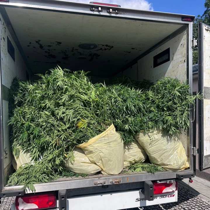 Powiat bialski: Plantacja konopi i ponad 4,5 kg środków odurzających. Para trafiła do aresztu po akcji kryminalnych
