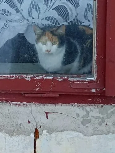 Lubelskie: Pies, koty i kury pozostawione same sobie. Właściciel opuścił dom - Zdjęcie główne