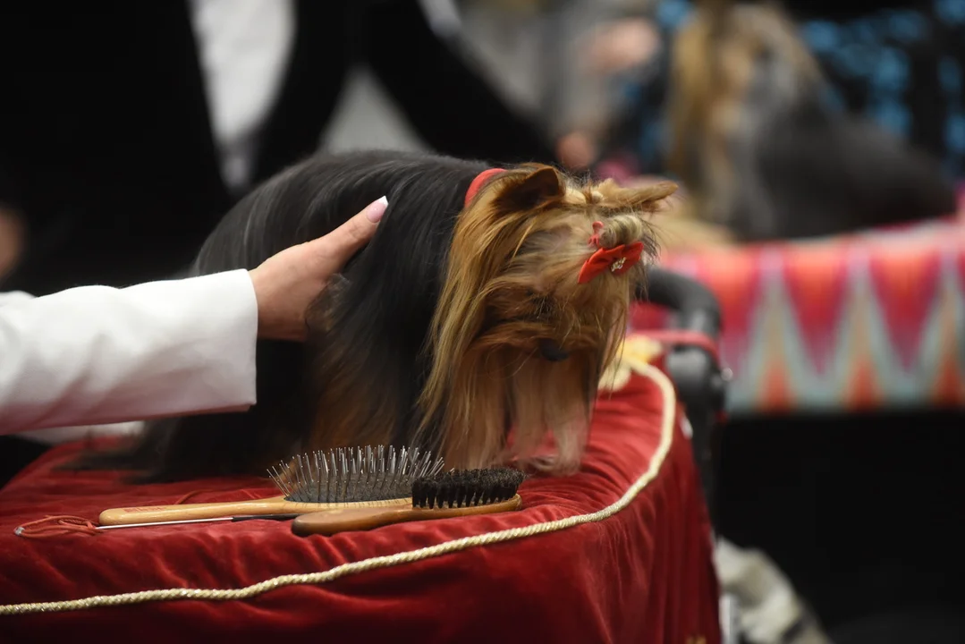 Międzynarodowa Wystawa Psów Rasowych w Lublinie